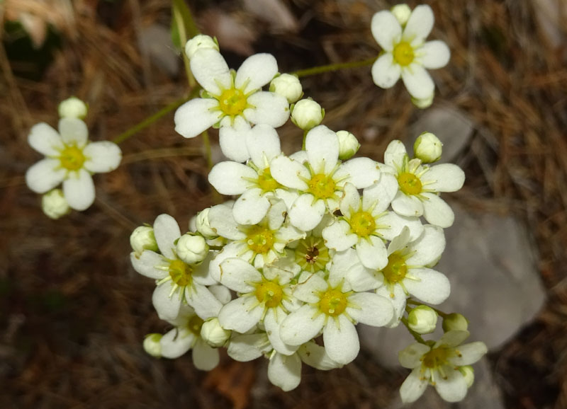 cfr. Saxifraga paniculata